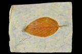 Fossil Hackberry Leaf (Celtis) - Montana #115313-1